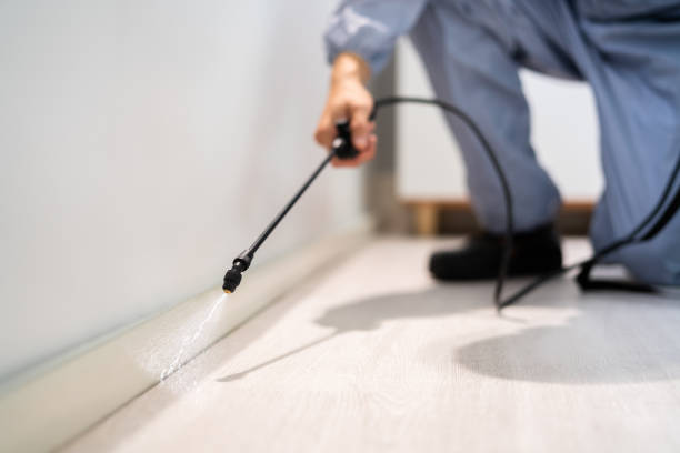 Licensed Wasp Removal service in Johnson Lane, NV - Show Me Pest Control